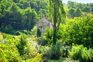 Phytotherapie - biologische Medizin